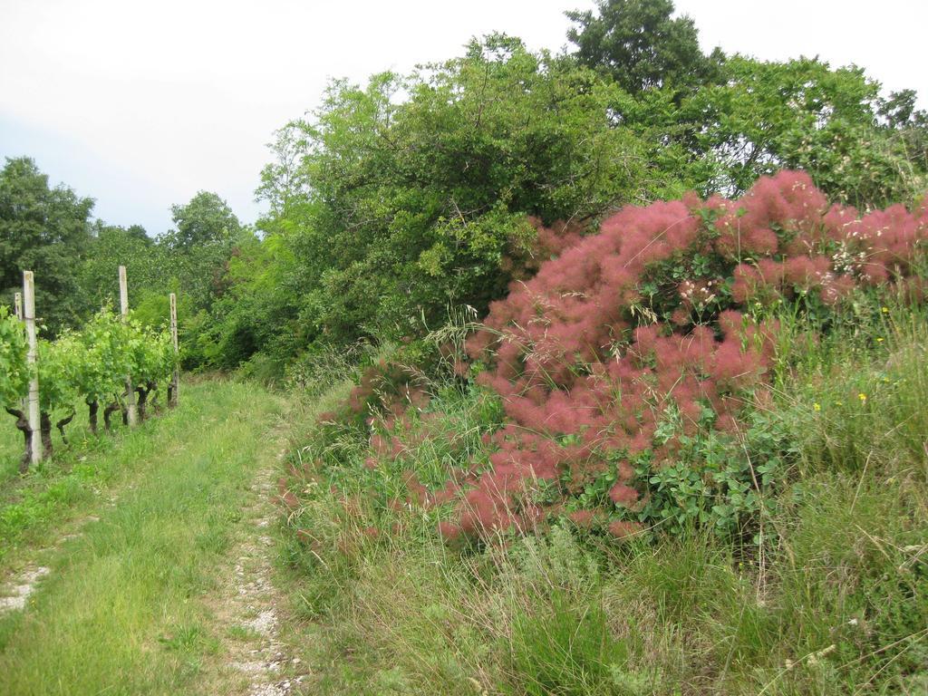 Agriturismo Campagnoletto Cavriana Екстер'єр фото