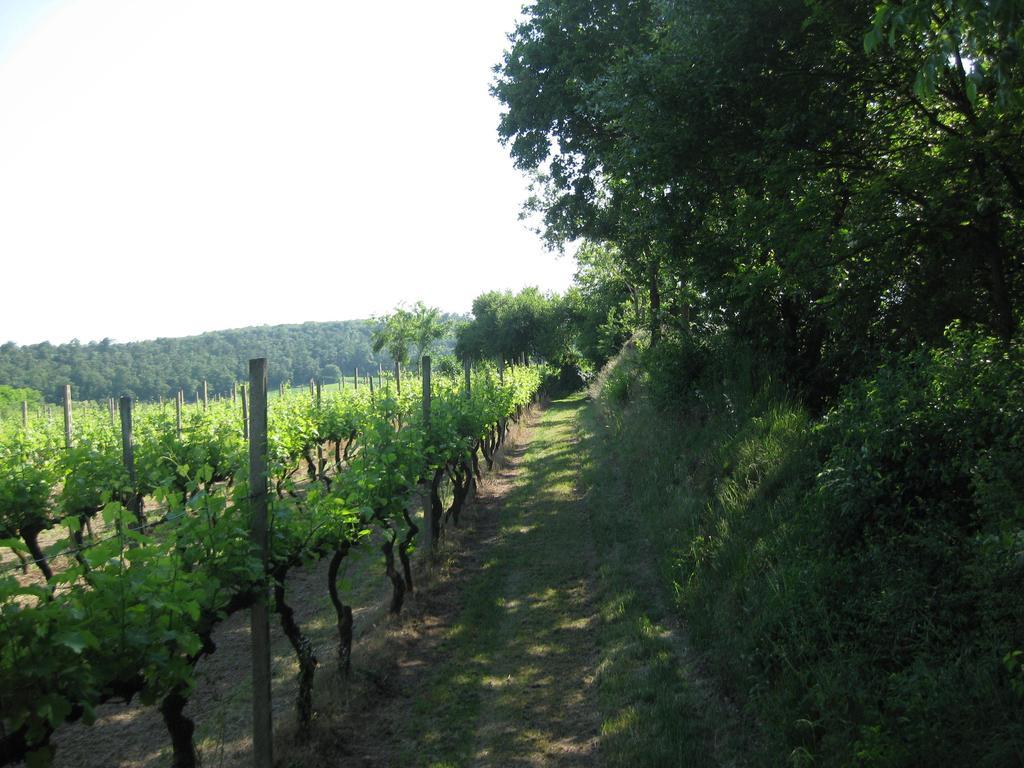 Agriturismo Campagnoletto Cavriana Номер фото