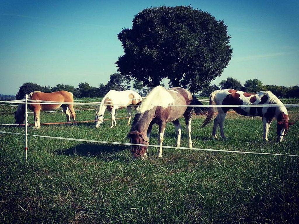 Agriturismo Campagnoletto Cavriana Екстер'єр фото